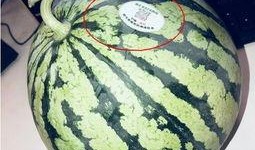 固始网红吃瓜,揭秘网络红人的幕后故事